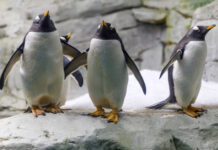 Tierparks an der Costa del Sol – Vielfalt für jedermann Tierparks an der Costa del Sol