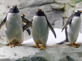 Tierparks an der Costa del Sol