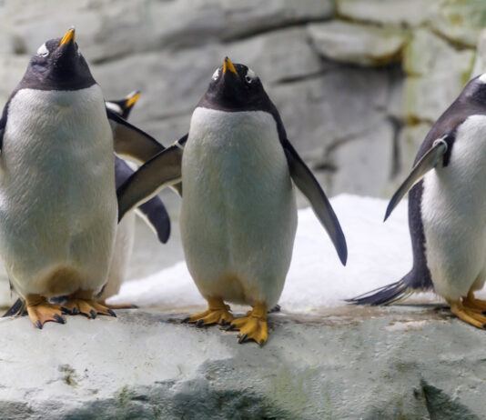 Tierparks an der Costa del Sol