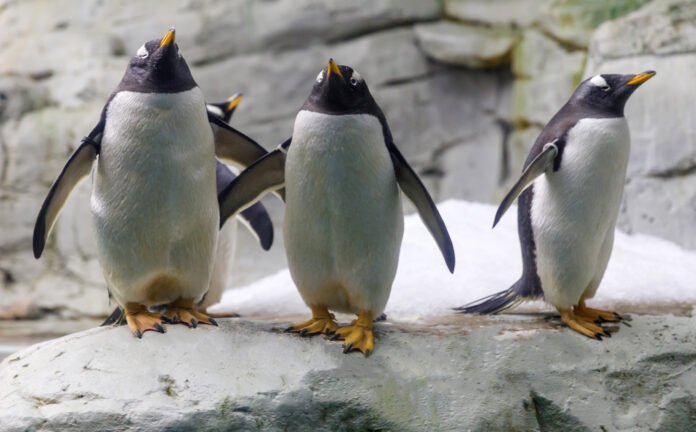 Tierparks an der Costa del Sol