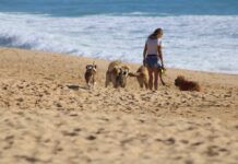 Hundestrände an der Costa del Sol