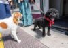 Spanische Bahn Renfe erlaubt jetzt Hunde bis 40 Kilo in allen Zügen Reisen mit Hund in Spanien