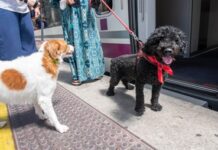 Spanische Bahn Renfe erlaubt jetzt Hunde bis 40 Kilo in allen Zügen Reisen mit Hund in Spanien