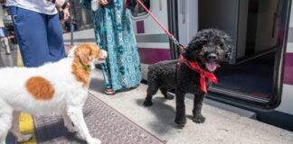 Reisen mit Hund in Spanien
