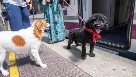 Mit Hunden im Zug in Spanien reisen Reisen mit Hund in Spanien