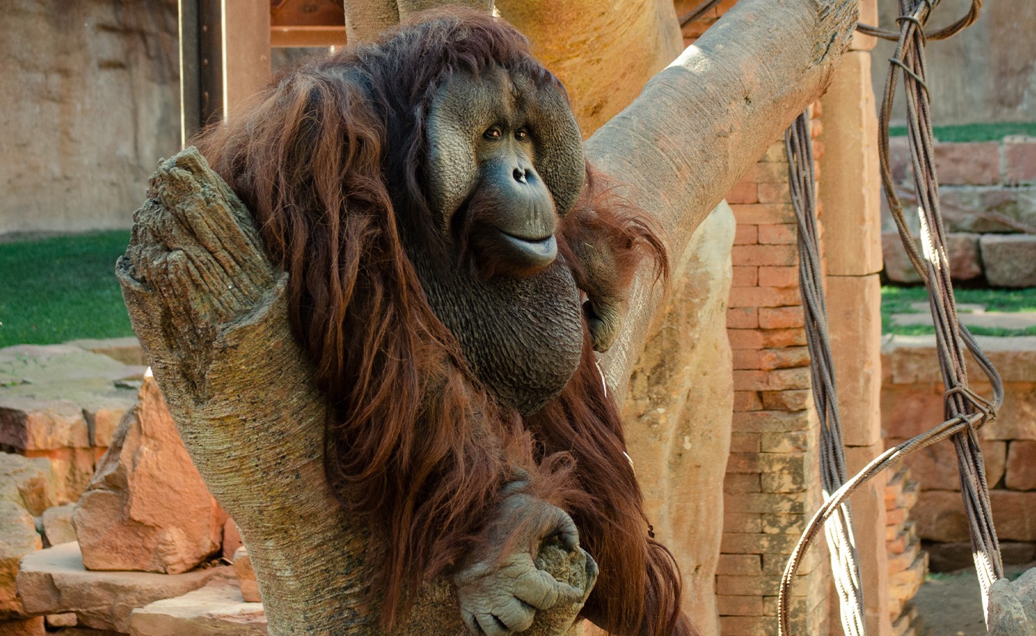 Peek orangutan de Borneo 1 copia