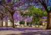 Jacaranda-Bäume in Malaga