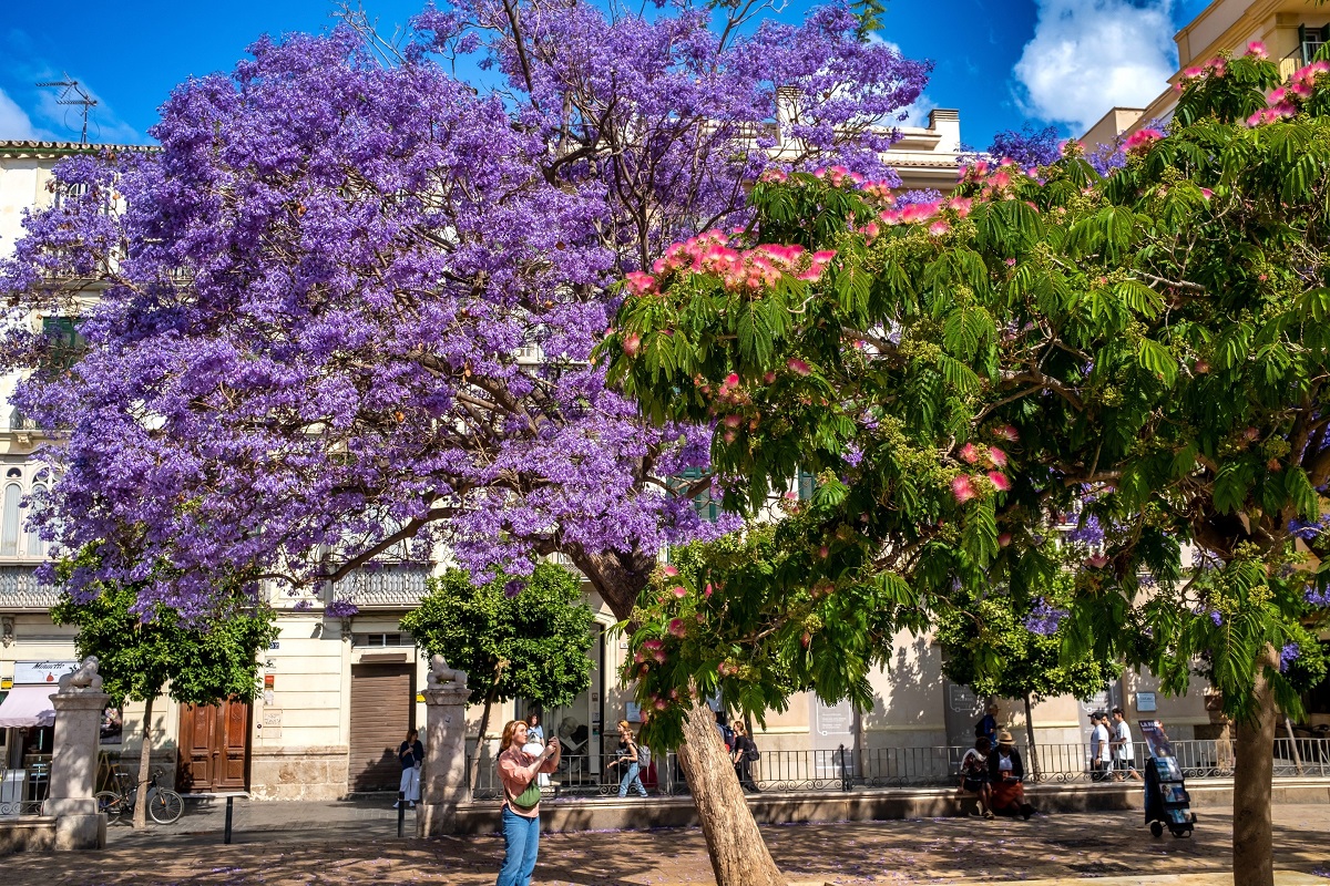Die Costa del Sol zeigt sich violett – die Jacarandas blühen wieder Jacaranda-Bäume in Malaga