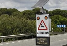 Iberische Luchse in Andalusien