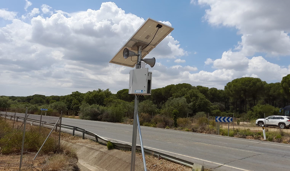 Iberische Luchse in Andalusien