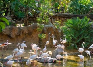 Bioparc in Fuengirola