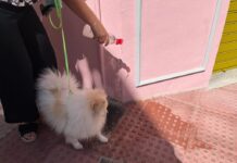 Verpflichtung für Hundebesitzer in Mijas