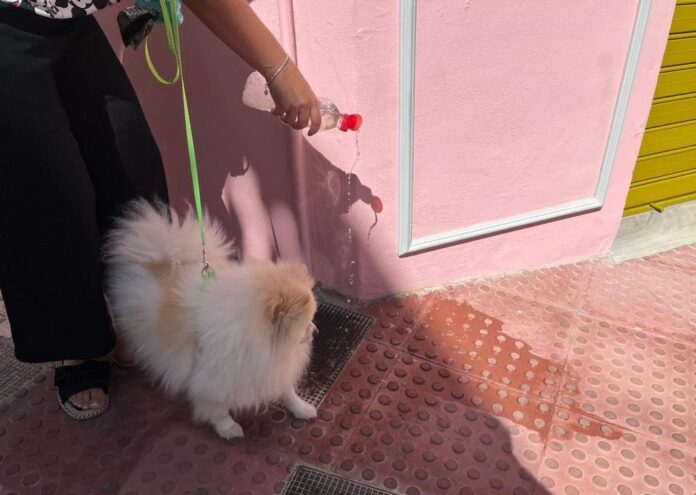 Verpflichtung für Hundebesitzer in Mijas