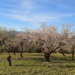 Mandelblüte in der Axarquia