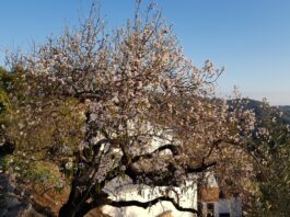 Was blüht im Frühjahr in Andalusien?