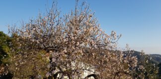 Was blüht im Frühjahr in Andalusien?