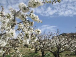 Kirschblütenfest in der Axarquía