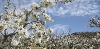 Kirschblütenfest in der Axarquía
