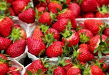 Gesundheitswarnung Erdbeeren in Spanien