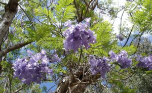 Die Costa del Sol zeigt sich violett – die Jacarandas blühen wieder Jacarandas in Málaga