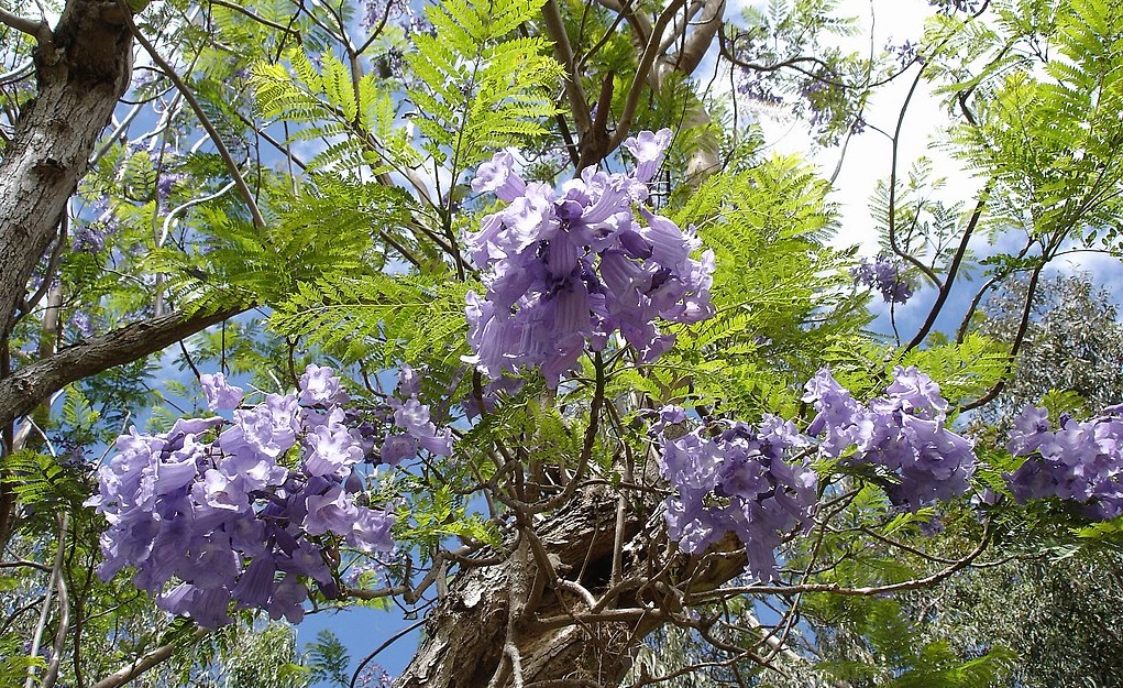 Jacarandas in Málaga