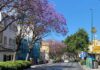Jacarandas in Málaga