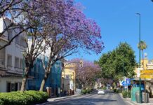 Jacarandas in Málaga