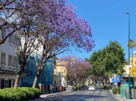 Jacarandas in Málaga