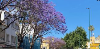 Jacarandas in Málaga