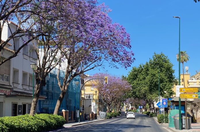 Jacarandas in Málaga