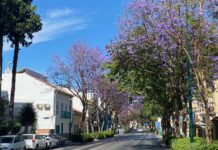 Jacarandas in Málaga