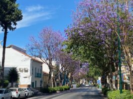 Jacarandas in Málaga