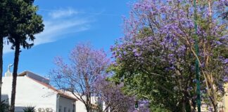 Jacarandas in Málaga