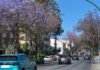 Jacarandas in Málaga