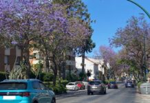 Jacarandas in Málaga