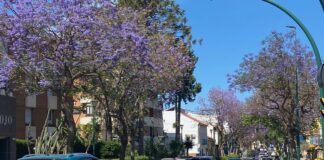 Jacarandas in Málaga