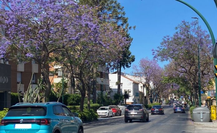 Jacarandas in Málaga