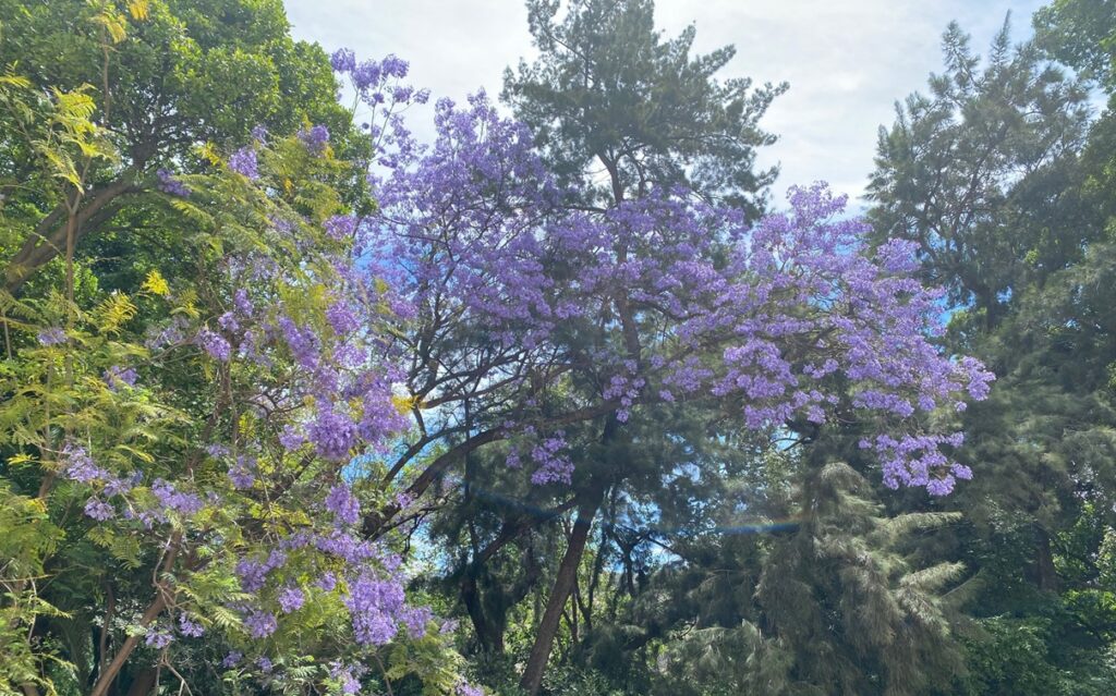 Jacarandas in Málaga