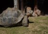 Schildkröte Bioparc Fuengirola