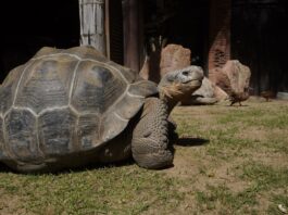 Schildkröte Bioparc Fuengirola