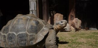 Schildkröte Bioparc Fuengirola