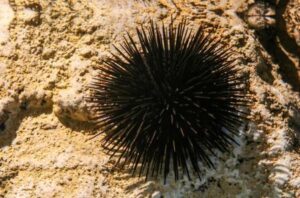 Seeigel im Mittelmeer