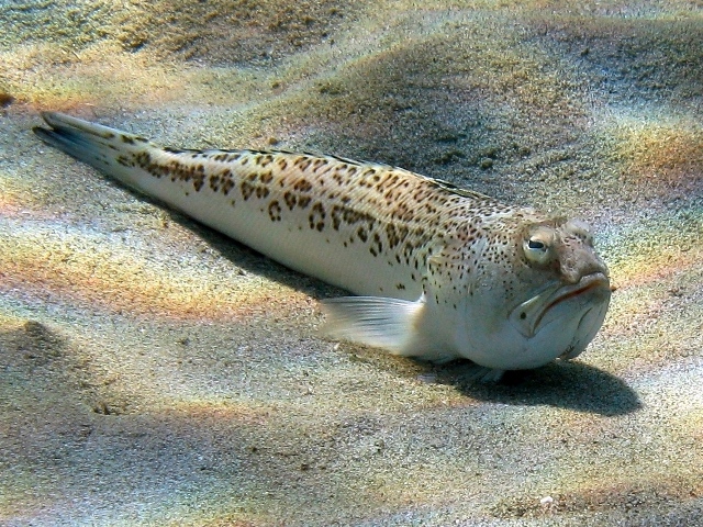 Petermännchen im Mittelmeer