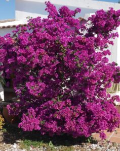 Was blüht im Sommer in Andalusien?