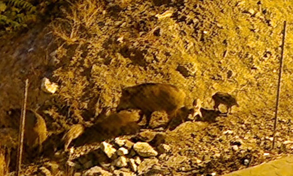 Wildschweine in Málaga