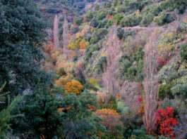 Kupferwald in der Provinz Málaga