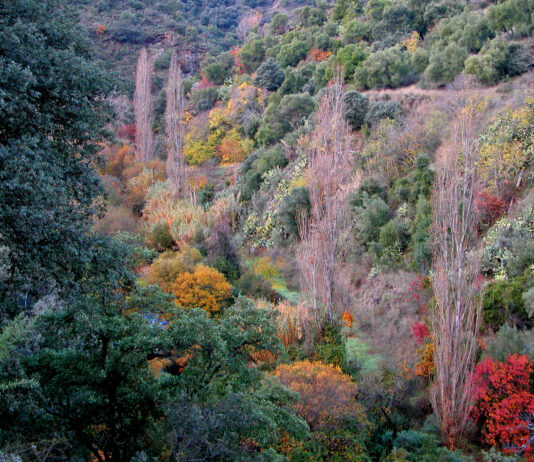 Kupferwald in der Provinz Málaga