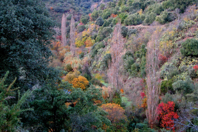 Kupferwald in der Provinz Málaga