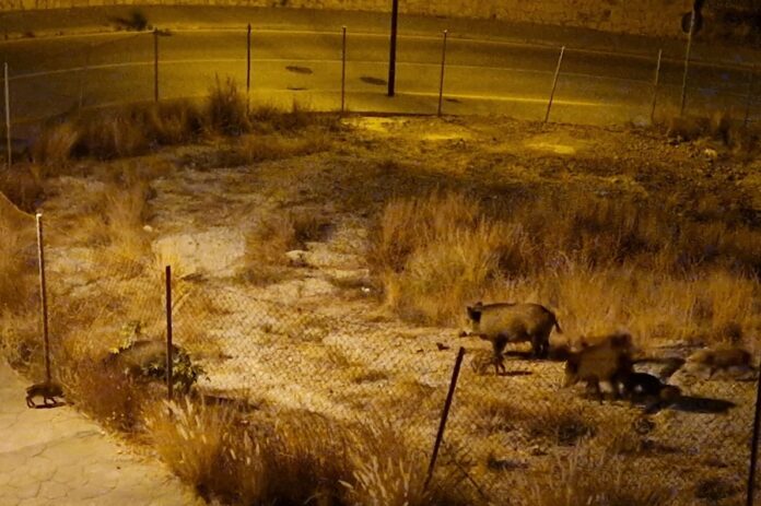 Wildschweine in Málaga