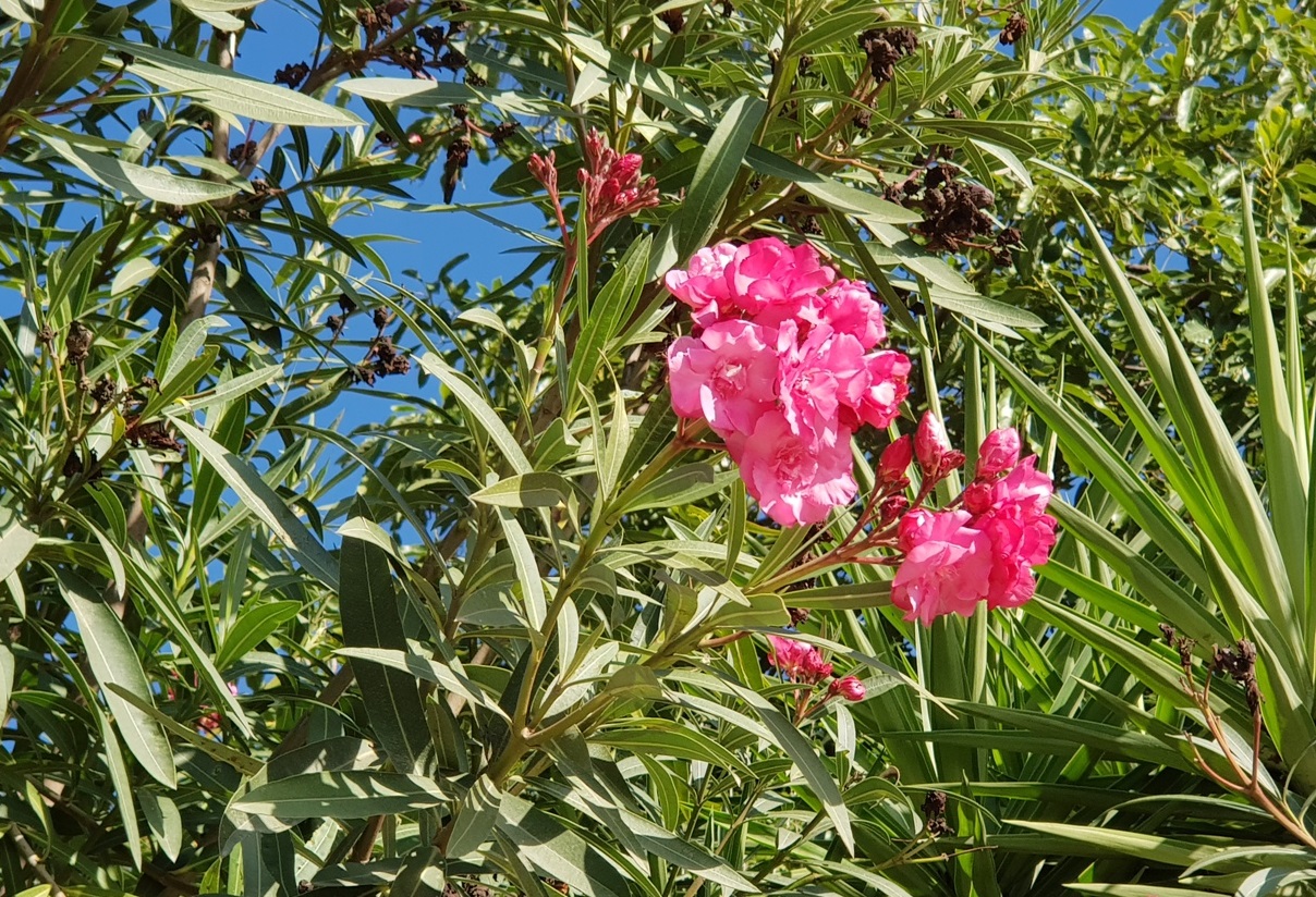 Was blüht im Herbst in Andalusien?